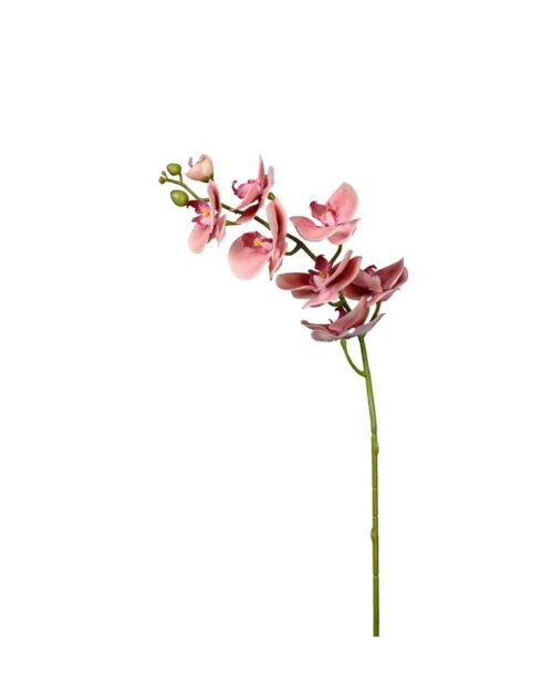 Phalaenopsis Rosa 75cm