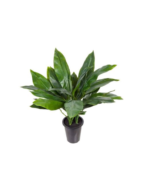 Aspidistra 75cm