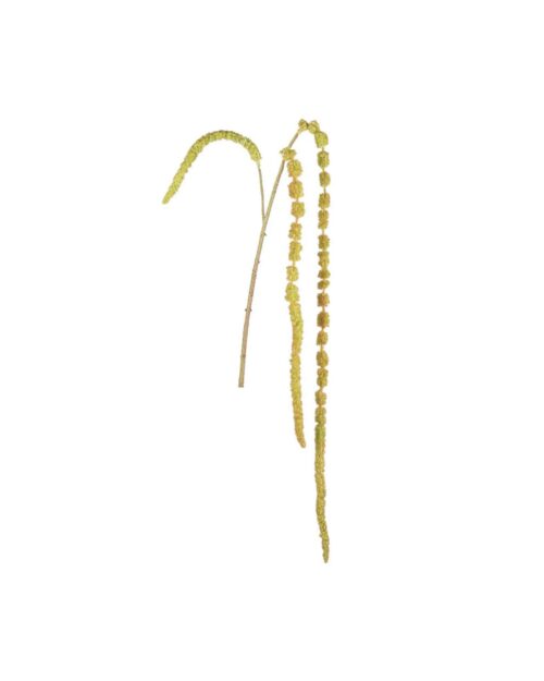 Amaranthus 55cm