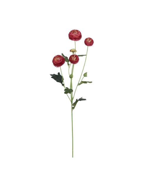 Chrysanthemum Burgundy 60 cm