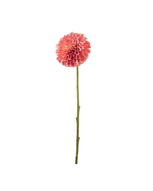 Dahlia Persika 75 cm