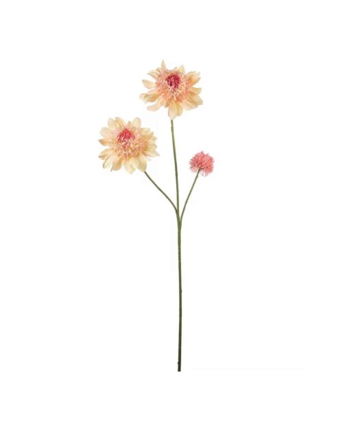 Dahlia Persika 95 cm