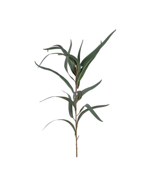 Eucalyptus 60 cm