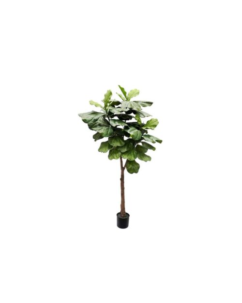 Fiolfikus 180 cm