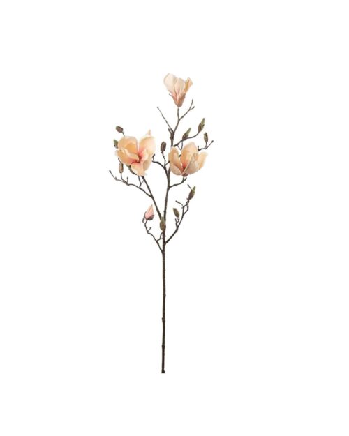 Magnolia Persika 88 cm
