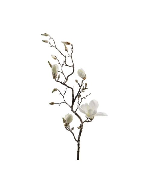 Magnolia Vit 135 cm