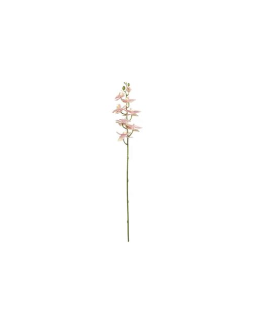 Phalaenopsis 75 cm, Rosa