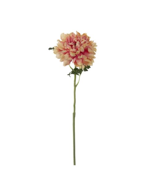 Ranuncel 60 cm multi