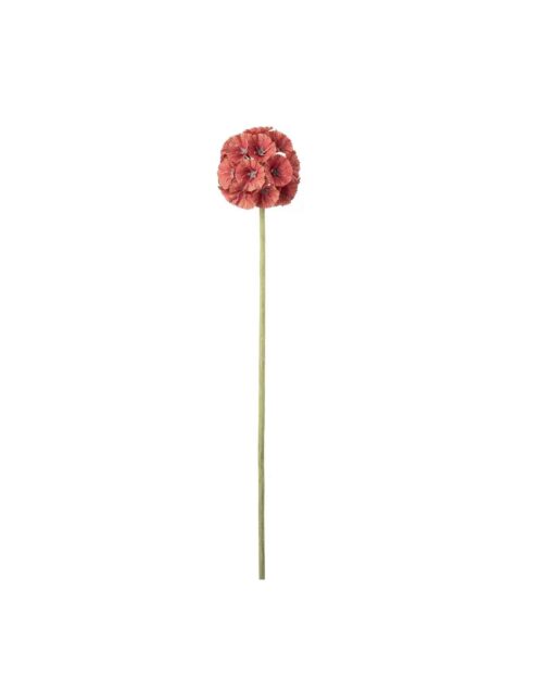 Scabiosa Orange 60 cm