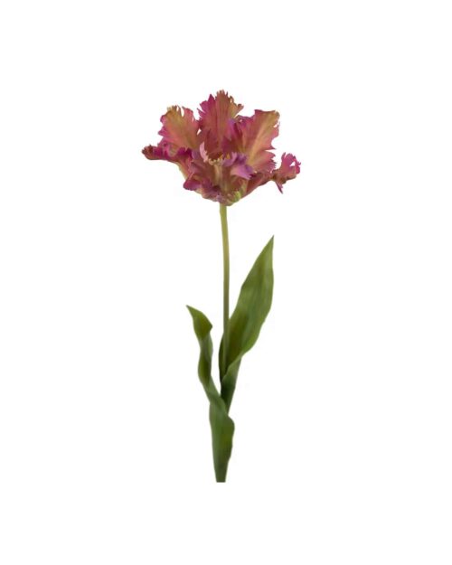 Tulpan Lila 70 cm